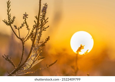 A cobweb with dewdrops hanging on branches of heather in back light with the rising morning sun in background - Powered by Shutterstock