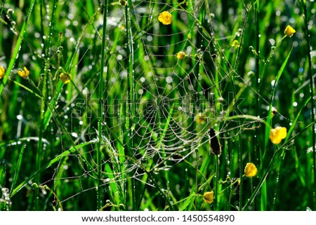 Similar – Foto Bild gelbes Blütenmeer Pflanze