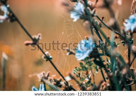 Similar – Image, Stock Photo Blue flower of globularia alypum on nature with sunlight