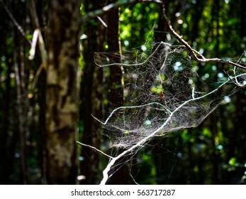 Cobweb in forest.