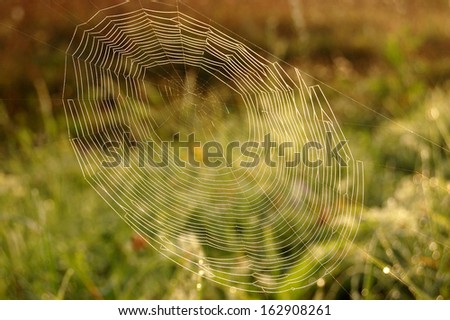 Similar – Foto Bild Netz Natur Spinne nass