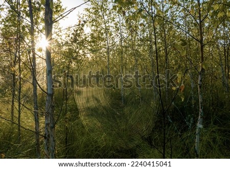 Cobweb in forest on sunrise. Spider in a web on tree branches in the morning forest. Cobweb background, texture. Many cobwebs on trees in morning dawn. Spider web or spider web. 