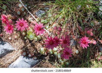 Cobweb Hens And Chicks Flowers In French Maritime Alps