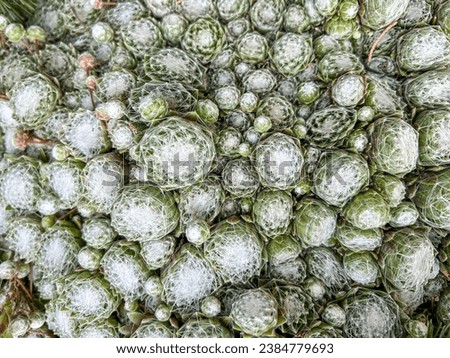Cobweb house-leek (Sempervivum arachnoideum) is a species of flowering plant in the family Crassulaceae, native to the Alps, Apennines and Carpathians.
