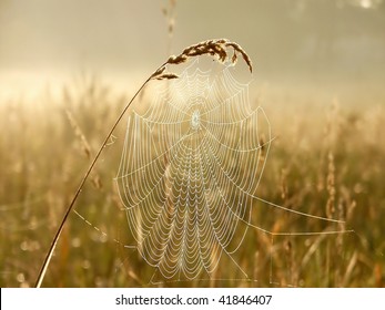 Cobweb in the light of the rising sun. Photo taken in October. - Powered by Shutterstock