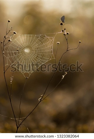 Similar – Rote und orangefarbene Blätter von Rubiginosa sind im Herbst in der Natur entstanden.