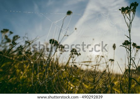 Similar – Image, Stock Photo dandelion Dandelion Flower