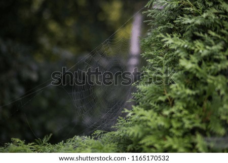 Similar – Image, Stock Photo Deep forests Calm Freedom