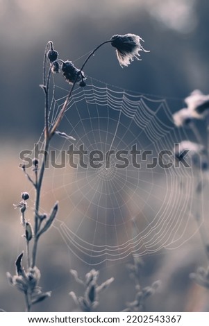 Similar – Rote und orangefarbene Blätter von Rubiginosa sind im Herbst in der Natur entstanden.