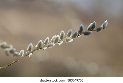 Cobweb on branch spring willow - Shutterstock ID 383549755