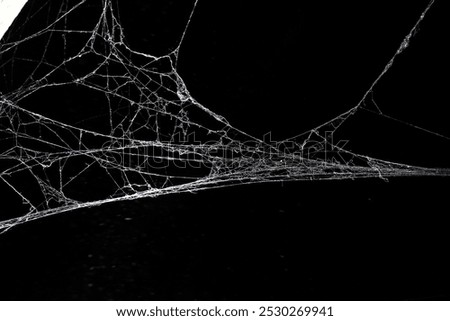 cobweb on a dark background