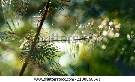 Similar – Image, Stock Photo green branches of needles on a white background