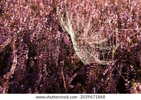 #A# Lavender sun