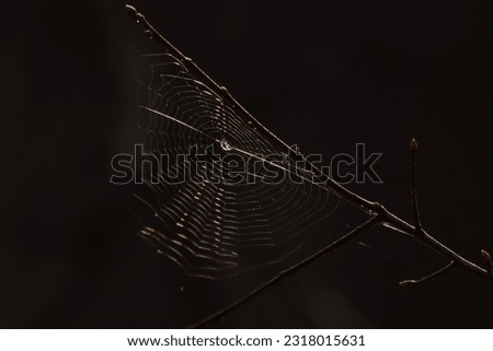 Cobweb on a stick with sunlight and dark background