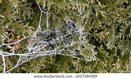 a cobweb on a tree forzen