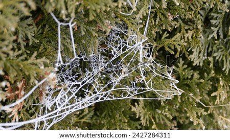a cobweb on a tree forzen