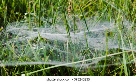 The cobweb with spider