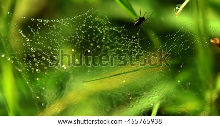 Similar – Image, Stock Photo drosera madagascariensis