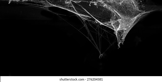 cobweb or spider web in ancient thai house isolated on black background
				