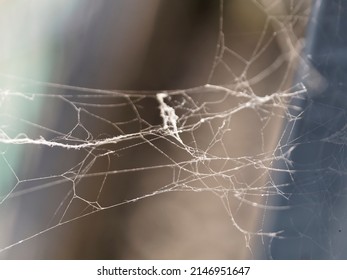 Cobweb Or Spiderweb Natural Rain Pattern Background Close-up.