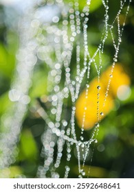 Cobweb or spiderweb natural rain pattern background close-up. Cobweb with drops of rain pattern in available light. Cobweb net texture with morning rain bokeh. Partial blur view lines spider web