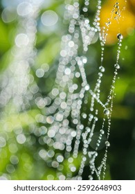 Cobweb or spiderweb natural rain pattern background close-up. Cobweb with drops of rain pattern in available light. Cobweb net texture with morning rain bokeh. Partial blur view lines spider web.