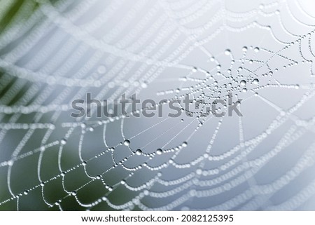 Cobweb or spiderweb natural rain pattern background close-up.Blur view lines, spider web necklace.Cobweb net texture with morning rain bokeh.Macrophotography of rain