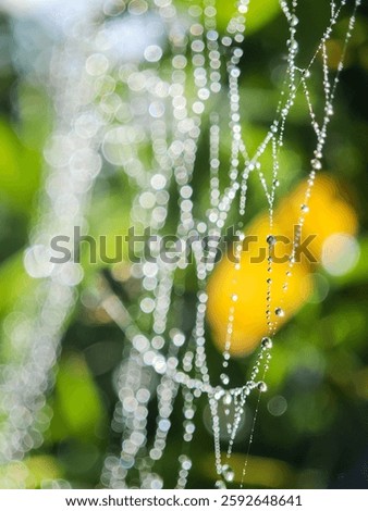 Cobweb or spiderweb natural rain pattern background close-up. Cobweb with drops of rain pattern in available light. Cobweb net texture with morning rain bokeh. Partial blur view lines spider web