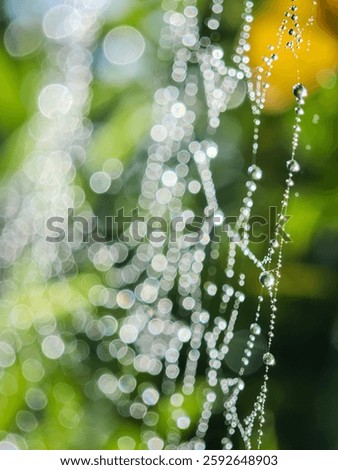 Cobweb or spiderweb natural rain pattern background close-up. Cobweb with drops of rain pattern in available light. Cobweb net texture with morning rain bokeh. Partial blur view lines spider web.