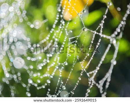 Cobweb or spiderweb natural rain pattern background close-up. Cobweb with drops of rain pattern in available light. Cobweb net texture with morning rain bokeh. Partial blur view lines spider web