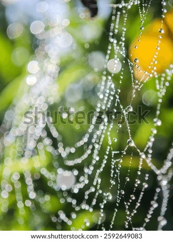 Cobweb or spiderweb natural rain pattern background close-up. Cobweb with drops of rain pattern in available light. Cobweb net texture with morning rain bokeh. Partial blur view lines spider web neckl
