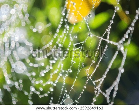 Cobweb or spiderweb natural rain pattern background close-up. Cobweb with drops of rain pattern in available light. Cobweb net texture with morning rain bokeh. Partial blur view lines spider web.