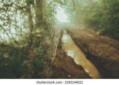 Cobweb or spiderweb with road on background close-up. Cobweb with drops of rain in green light. Cobweb net in morning rain. Partial blur view lines spider web necklace