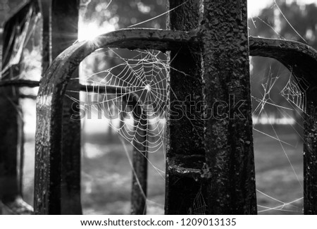 Similar – Im Wald Natur Pflanze Pilz