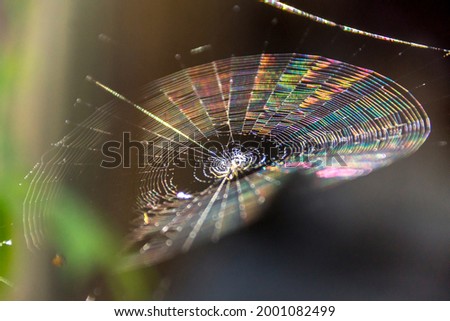 Cobweb in sunlight as refraction develops. 
