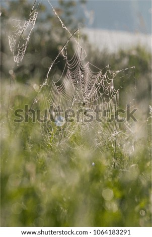 Similar – Foto Bild Sonnenstrahlfänger Natur