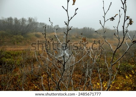 Cobweb in water drops on a cloudy day in Kamchatka