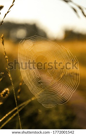 Similar – Image, Stock Photo dandelion Dandelion Flower