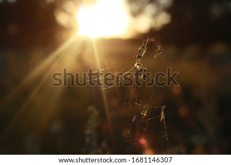 Similar – Image, Stock Photo Golden November