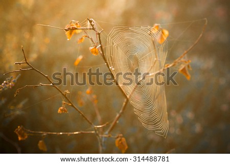 Similar – Image, Stock Photo branch of doubt.