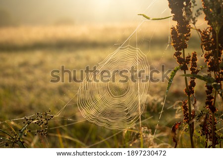 Similar – Image, Stock Photo Summer meadow with mosquitoes