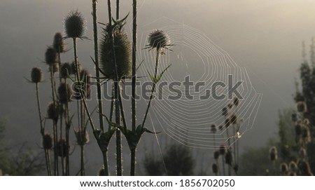 Similar – Close-up of a summer meadow against the light at sunset