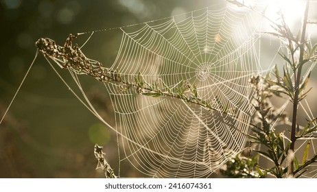 cobwebs on field plants, morning Sunshine, blurred background, dry flowers, web, bokeh, warm sunlight, soft focus. baner. autumn background. macro nature, spider web on meadow flowers - Powered by Shutterstock