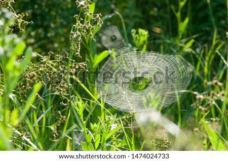 Similar – Image, Stock Photo a little flower blooms on a grassy meadow