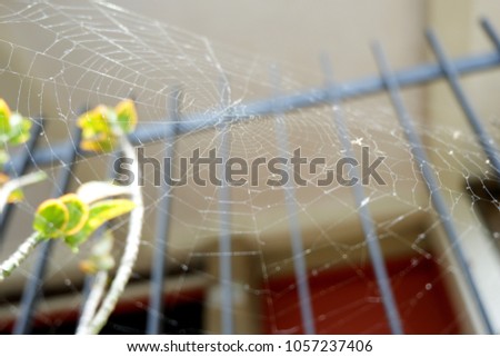 cobwebs on trees