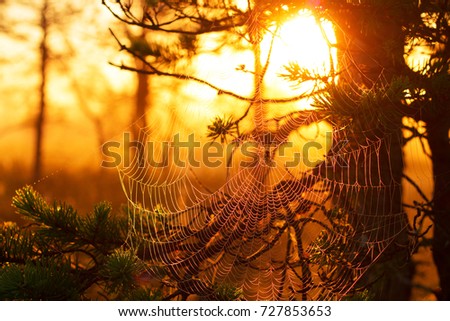 Similar – Image, Stock Photo #A# Sun Forest Environment