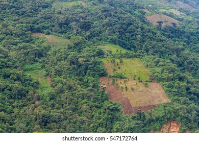 Coca Field A Valley Of Coroico River In Yungas Mountains, Bolivia