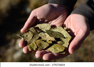 Coca Leafs In The Hands, Close Up Image, Shallow Depth Of Field