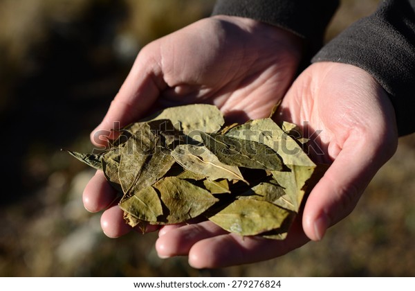 Coca leafs in the hands, close up image, shallow\
depth of field