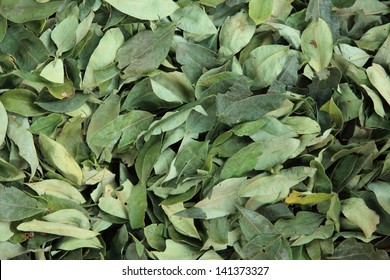 Coca Leaves